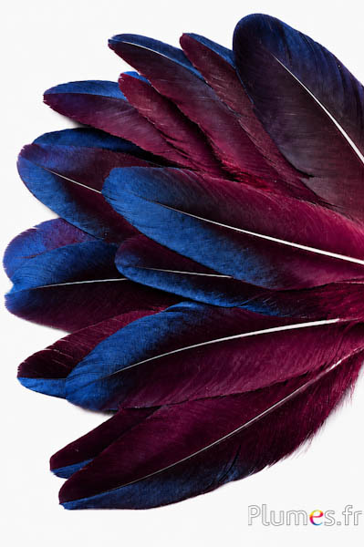 Fagiano Swinhoe - 9-13 cm - nero-blu notte-bordeaux